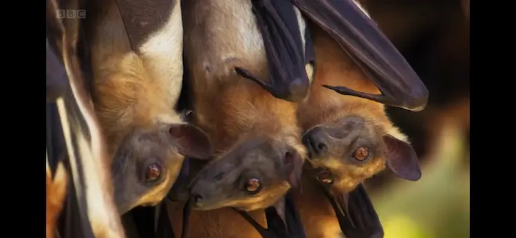 Straw-coloured fruit bat (Eidolon helvum) as shown in A Perfect Planet - Weather